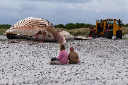 Der tote Wal liegt am Strand der dänischen Insel Anholt, nachdem er aus dem Wasser gezogen wurde.