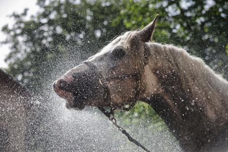 Die Stute Rosalie trinkt und erfrischt sich bei 27 Grad mit einem Wasserstrahl aus einem Gartenschlauch in Langenenslingen.