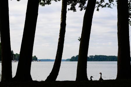 Zwei Wildgänse stehen zwischen Bäumen am Ufer des Scharmützelsees.