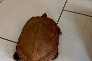 gefundene Schildkröte