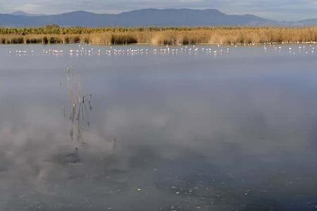 Winter in Spanien f Flamingo