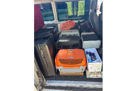 Straßenkatzen aus Bulgarien im Laderaum eines Transporters / Hauptzollamt Braunschweig