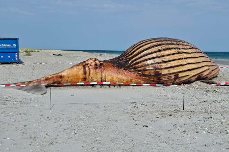 Toter Buckelwal am Strand von Anholt – Obduktion geplant