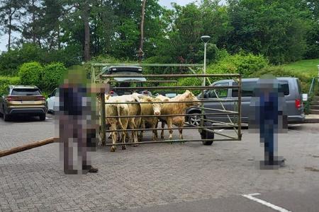 Kühe im Treibwagen, in dem es wieder zurück auf die Weide ging