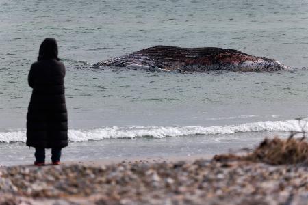 Lange hatte der tote Wal im flachen Wasser vor der Insel gelegen. (Archivbild)