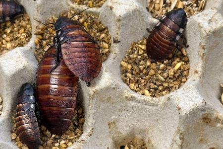 Schaben werden zumeist als Futter für Reptilien und andere Tiere gezüchtet.