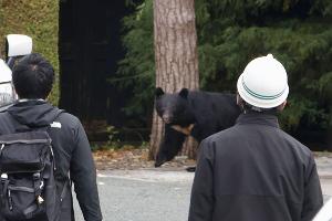 In Japan kommt es seit Jahren vermehrt zu gefährlichen Begegnungen zwischen Bären und Menschen. So wie hier in der Präfektur Iwate. In Fukushima hat nun ein Schwarzbär mehrere Menschen angegriffen. (Archivbild) 
