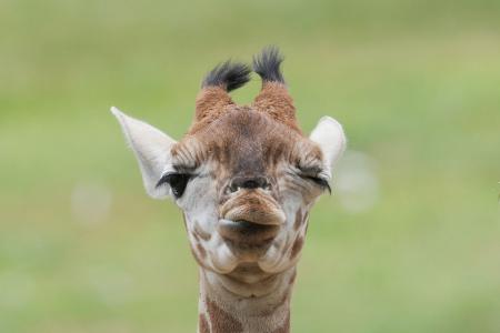 Model Linus Weber wird Namenspate für Giraffenbaby
