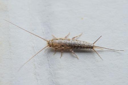 Silberfischchen