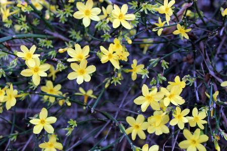 Winterjasmin