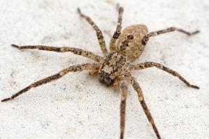 Nosferatu-Spinne offenbar in ganz Deutschland verbreitet
