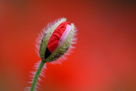 Eine leicht geöffnete Klatschmohn-Blüte ist vor dem leuchtenden Rot blühender Pflanzen zu sehen.