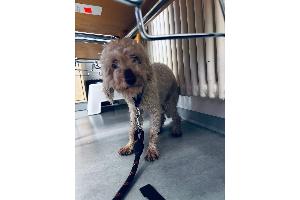 weißer Fundhund