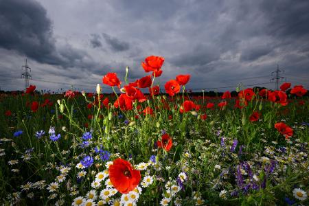 Blühende Sommerblumen heben sich vor dunklen Regenwolken ab.