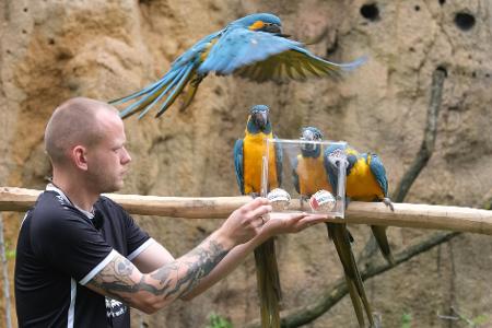 Papageien im Leipziger Zoo als Orakel: Blaukehl-Aras begutachten neben Tierpfleger Florian Ullmann Bälle mit Markierungen der FIFA Fußball-Weltmeisterschafts-Teilnehmerländer Mexiko und Südafrika.