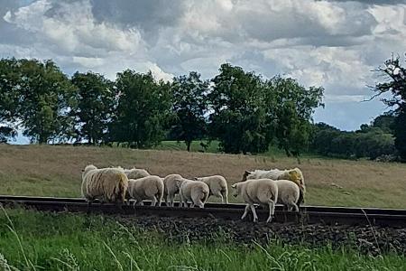 Neun Schafe an den Gleisen bei Mohrkirch.
Foto Bundespolizei