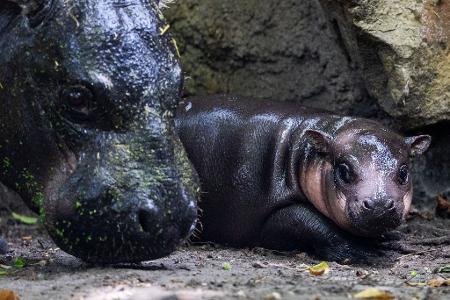 Nachwuchs bei den Zwergflusspferden: Das Neugeborene namens Brötchen geht neben der Mutter Debbi bei einem ersten Ausflug im Zoologischen Garten.