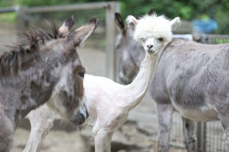 Alpaka Bonnie steht nach dem Frisörtermin mit Freunden im Gehege. Im Tiergehege Halberstadt gab es heute einen Frisörtermin für die Alpakas. J