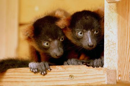 Hast Du das gesehen? Kleine Rote Varis sitzen in ihrem Gehege im Vogelpark in Marlow in Mecklenburg-Vorpommern.