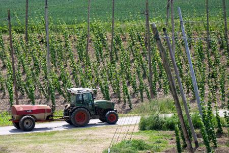Ein bayerischer Hopfenpflanzer bei der Arbeit (Archiv)