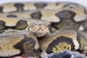 Netzpythons gehören zu den größten Schlangenarten der Welt. (Symbolbild) 