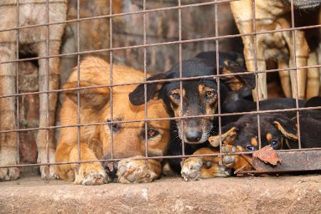 Für inszenierte Rettungsaktionen werden Tiere oft absichtlich misshandelt.