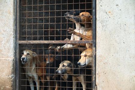 Besonders in Uganda gab es zuletzt erschütternde Fake-Rescues.