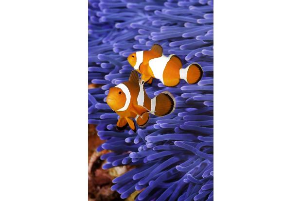 Findet den Clownfisch