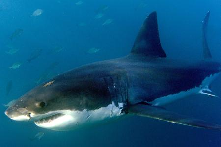 Haie bevölkern die Erde schon seit Hunderten Millionen Jahren.