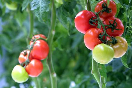 Tomaten