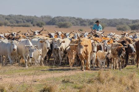 Rinderzucht in Texas