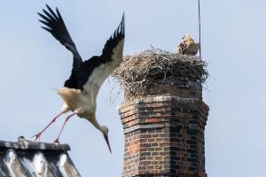 Ein Gänsegeier hat erneut ein Storchennest angegriffen und alle Jungtiere getötet.