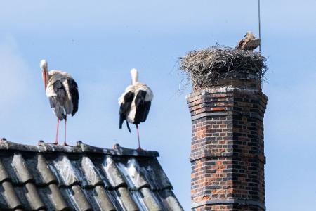 Rollenwechsel auf dem Dach – während die Störche draußen stehen, sitzt ein Gänsegeier im Nest
