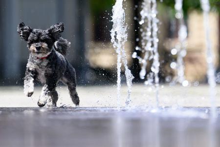 Abkühlung in Dresden: Bolonka Rosi jagt durch Wasserfontänen auf der Hauptstraße