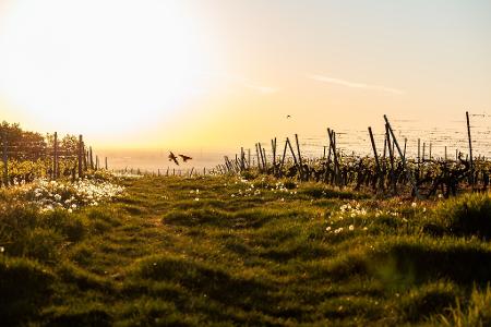 Schon am Morgen macht die Sonne mächtig Eindruck. (Archivbild)