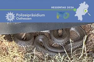 Foto Schlange