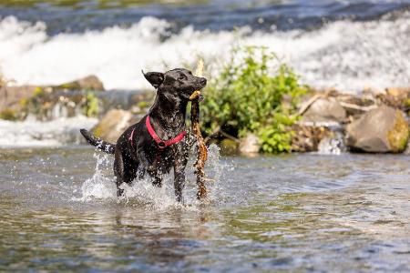 Die Hitze abschütteln - ein Hund spielt in der Lahn.