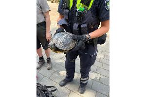 Schildkröte in sicheren Händen