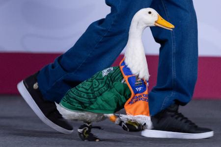 WM-Ente: "Merlin" kommt im mexikanischen Trikot zur täglichen Pressekonferenz der mexikanischen Präsidentin. Die Ente ist in Mexiko ein Star. 
