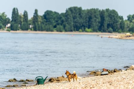 Seit Samstagabend werden drei Menschen nach dem Baden im Rhein vermisst. (Archivbild)