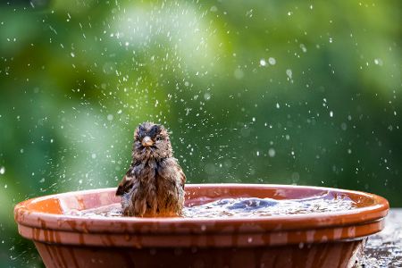 Vogel badet in Vogeltränke