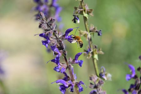 Biene an einer lila Blumenblüte