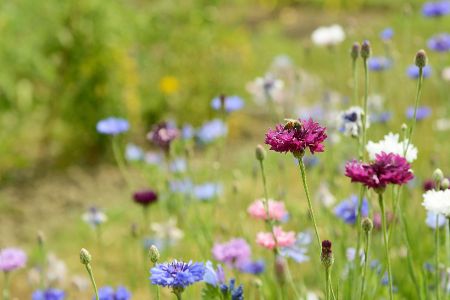 Wildblumenwiese