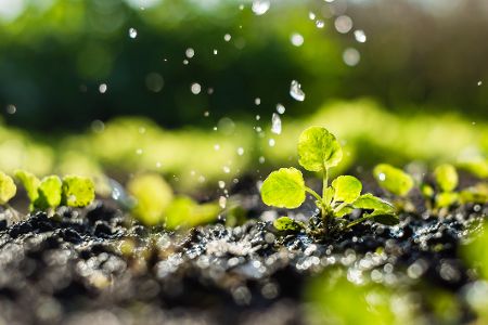 Jungpflanzen werden ordentlich gewässert