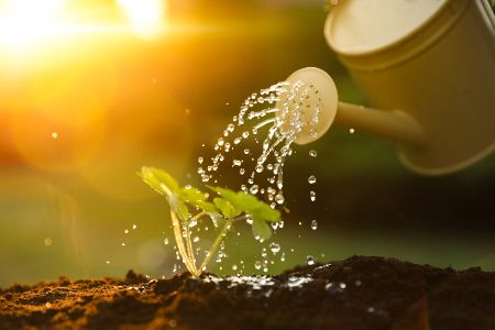 Gießkanne bewässert Jungpflanze im Abendlicht
