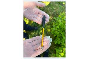 Polizei Kleve, getötete Taube, aufgefundener Armbrustpfeil, Naturpark Kleve-Kellen