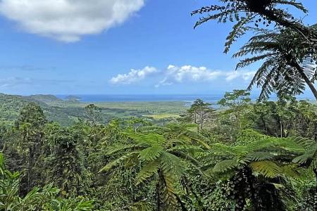 Roadtrip Queensland Regenwald f