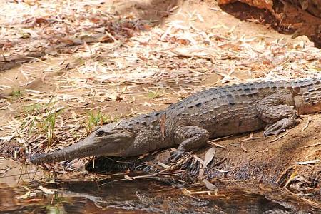 Roadtrip Queensland Krokodil f
