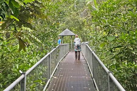Roadtrip Queensland Wald f