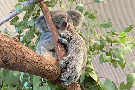Roadtrip Queensland Koala f